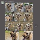 슬기로운멍생활 이미지