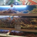 구룡포 대게본가 이미지