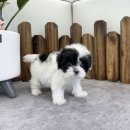 앙쥬펫 강아지분양 은평구점 이미지