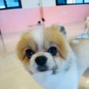 쏭쏭애견유치원 이미지