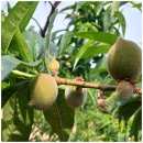 도림농장 이미지