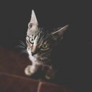 페테리안동물병원 이미지