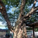 느티나무(주) 이미지