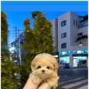유앤미펫 강아지분양 고양이분양 위례점 이미지