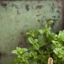 애플민트 이미지