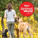 60 | 안티놀 래피드 60캡슐 후기, 강아지 슬개골 수술 전 필수템