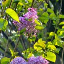 수수꽃다리 이미지