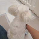 오늘DOG예쁨 이미지