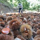 임가농장 이미지