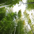 맹종죽테마공원 이미지