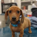 카이저 동물병원 | 부산 북구 동물병원 인기 순위 알고 가세요