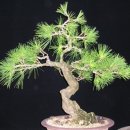 곰솔농장 이미지