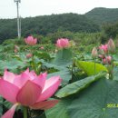 연꽃향기 이미지