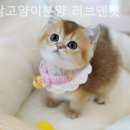 강남고양이분양 러브앤캣 이미지