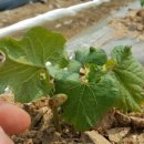 용래농장 이미지