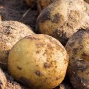 천기농장 이미지