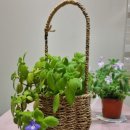 싱그런 홈가드닝 이미지