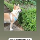 댕댕이 목욕탕 이미지