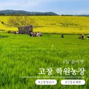 화려농장 | 고창 청보리밭, 유채꽃 실시간 봄여행 후기(고창 학원농장)