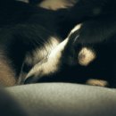 브이아이피독 이미지