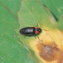 반딧불이 이미지