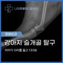 석 동물병원 | 양양동물병원 강아지 슬개골 탈구, 다리 절뚝거릴 때 꼭 확인하세요