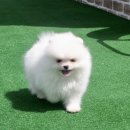 Pom생Pom사 이미지