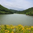 숲속의아침(선유원) | 보성 &#39;선유원&#39; 근처에서 금계국 꽃밭을 만났어요.
