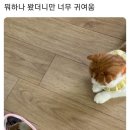 해롯담