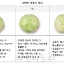 양배추쌈 만들기 양배추 삶는법 양배추삶는시간 갈치속젓쌈 양배추가 맛있는 계절 이미지