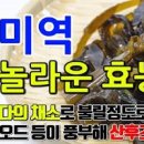 미역 : 미역국 효능 이미지