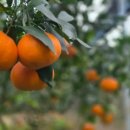 미나농장 이미지