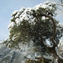 소나무풍경 이미지