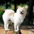 꿀강아지 이미지