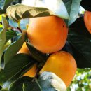 자연농장고향밥상 | 6시내고향 상주곶감 농장 가게 정보 알아보기