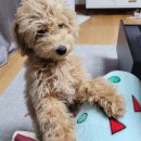 빠멍애견미용실 이미지