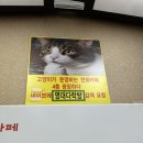 대구 영대 고양이 만화카페 [다락방] 솔직후기