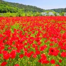 어울림숲어린이집 | [경남/가볼만한곳]진주 두메실농업테마파크 꽃양귀비 절정! 입장료 무료 봄나들이 코스