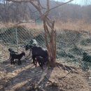 맥타가트 농장 이미지