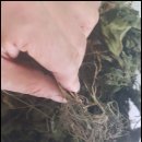 신장농장 이미지