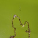 샤넬PC방 이미지