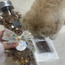 댕냥이 점빵 이미지