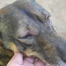 도그앤캣동물병원 이미지