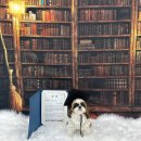 놀러오개 애견유치원 애견호텔 전주점 | 전주애견유치원 놀러오개 '성장했개! 상장받개!'