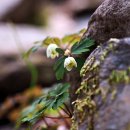 바람꽃공원 이미지