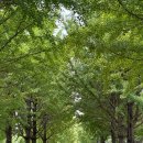 은행나무종합동물병원 | 여주 강천섬 은행나무길(+수제버거 맛집 번패티번)