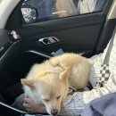 도그베이 오산점 이미지