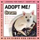 cream/female/2 years 이미지