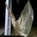 밸리댄스(야간) 이미지