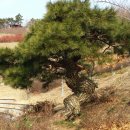 시청 소나무 이미지